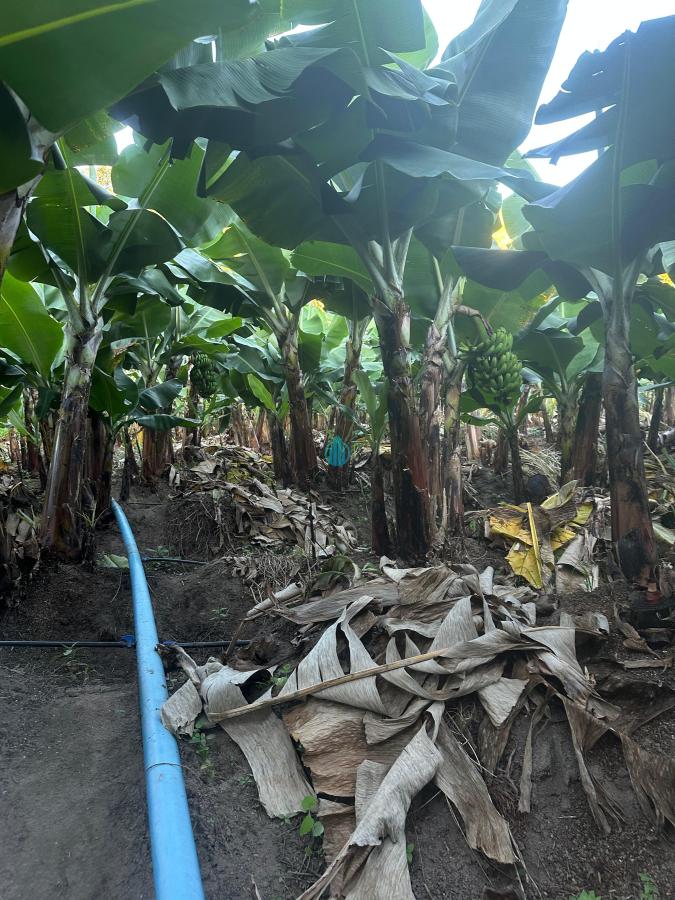Foto 01
